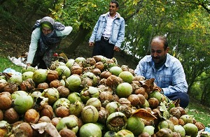 آغاز برداشت گردو از باغات استان زنجان