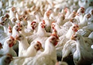 فعالیت 18 واحد مزارع مرغ مادر گوشتی در استان اردبیل