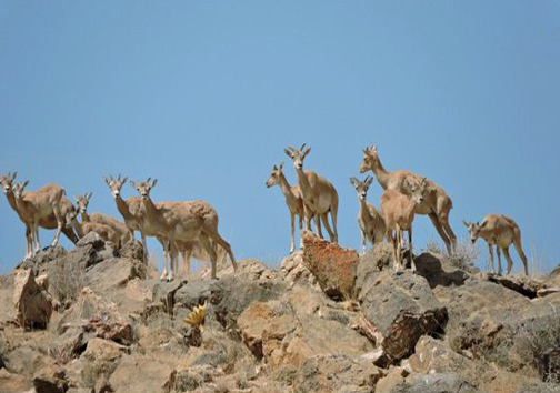 حیات وحش موته در قاب تصویر