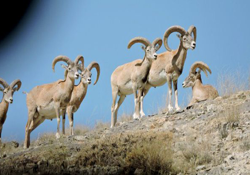 حیات وحش موته در قاب تصویر