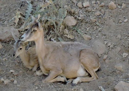 حیات وحش موته در قاب تصویر