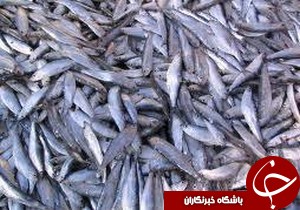 افزایش  13 درصدی صید کیلکا در گیلان