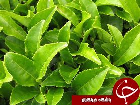 پرداخت بیش از 30 میلیارد ریال دیگر از مطالبات چایکاران