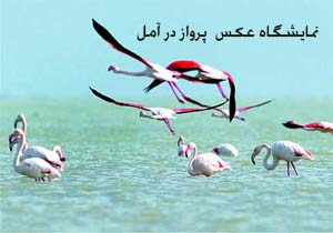 آغازکوچ پرندگان زمستان گذران به تالاب بين المللي ميانکاله