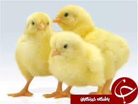 جوجه ریزی در اندیکا افزایش یافت