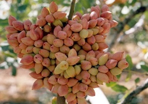 کشت پسته در 330 هکتار از اراضی شهر رضی استان اردبیل