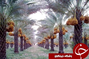 تولید خرمای خوزستان کاهش یافت