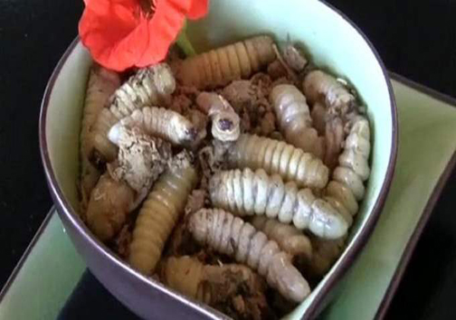 عجیب ترین غذاهای سراسر دنیا + تصاویر