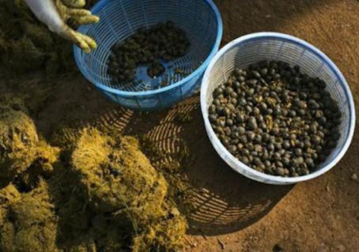 عجیب ترین غذاهای سراسر دنیا + تصاویر