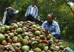 پیش بینی برداشت2 هزار و 700 تن گردو از باغات خلخال