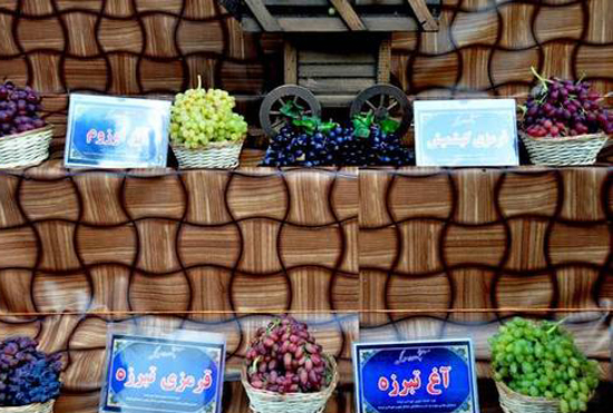 عکس؛ شکوه دانه های انگور در جشنواره ارومیه