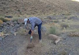 عدم مشاهده بیماری طاعون نشخوار کنندگان کوچک در استان