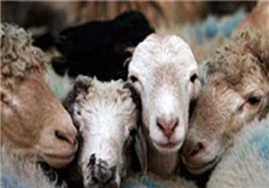 جایگاه‌های عرضه دام در روز عید قربان