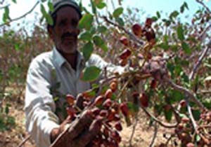 آغاز برداشت پسته در هرمزگان
