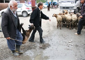 8 مکان برای عرضه دام موردنیاز عید قربان در سنندج تعیین شد