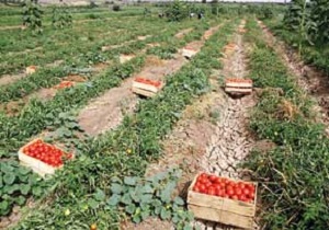 راندمان تولید در بخش کشاورزی کشور 40درصد است