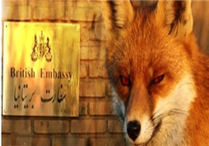 چرا به انگلیس می‌گویید روباه؟
