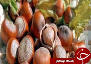 تولید بیش از 800 تن فندق از باغات مازندران