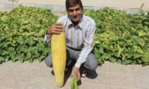 برداشت خیار چنبری 88 سانتیمتری در خراسان جنوبی + تصویر