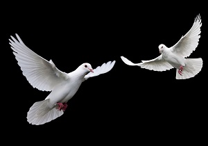 داستان جالب قضاوت امام باقر(ع) میان دو کبوتر!