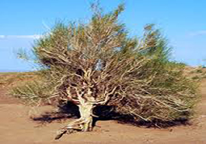 درخواست عجيب يک مسئول براي قطع درختان