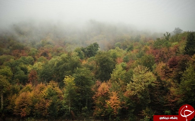 طبیعت زیبای پاییزی جنگل گلستان
