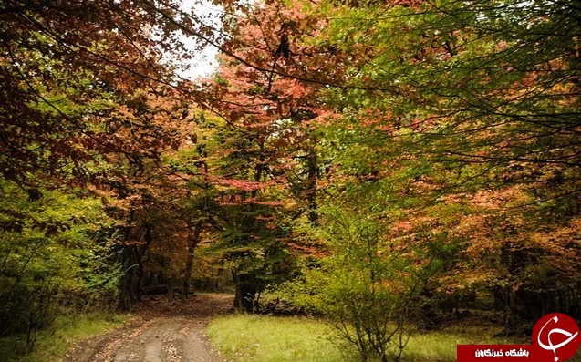 طبیعت زیبای پاییزی جنگل گلستان