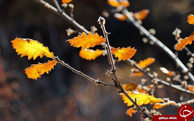 طبیعت زیبای پاییزی جنگل گلستان