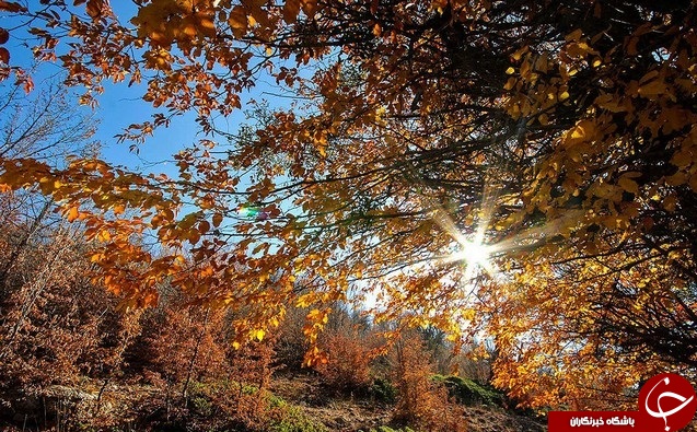 طبیعت زیبای پاییزی جنگل گلستان