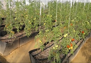 پایین بودن میزان بارندگی استان اردبیل از میزان متوسط کشوری