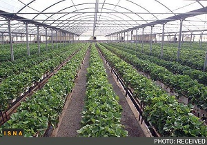 خودکفایی محصولات کشاورزی با احداث گلخانه های صنعتی