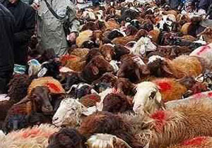 آمادگی ۱۷ گروه نظارتی بر کشتار دام ها در عید قربان