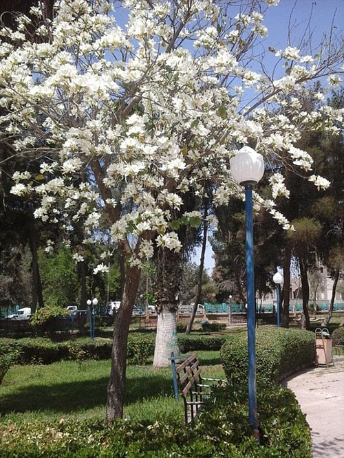 اعضای خارجی داعش راه فرار در پیش گرفته&zwnj;اند+ تصاویر