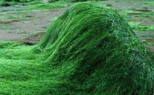 جلبک&zwnj;هایی به رنگ طلا، سوغات انگلیس
