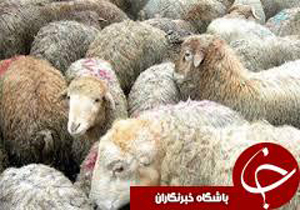 ذبح رایگان بمناسبت عید قربان