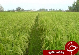 پرداخت بیش از ۳۲ میلیارد تسهیلات توسعه مکانیزاسیون