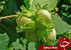 برداشت فندق از 3 هزار و 158 هکتار باغات استان قزوین آغاز شد