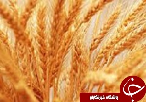 سه هزار تن بذر گندم دیم در شهرستان تاکستان استان قزوین تولید شد