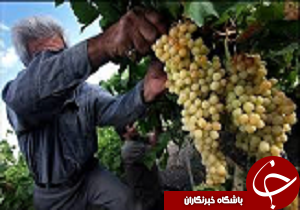 آغاز برداشت انگور در ضیاء آباد قزوین