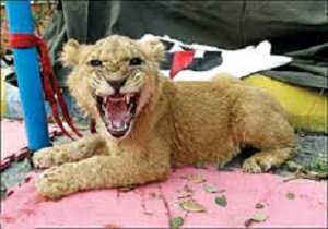 خرید اینترنتی حیوانات وحشی!