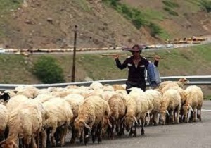 آغاز خرید تضمینی دام عشایر در اردبیل