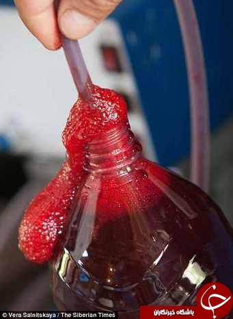 بریدن شاخ گوزن ها برای استفاده از خون آنها +18