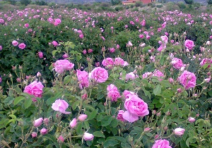 ضرورت استانداردسازی کیفیت اسانس گل محمدی