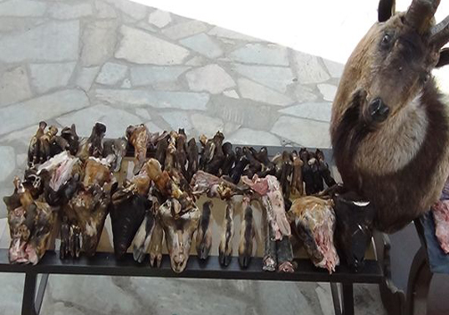 عامل کشتار ۱۲بز وحشی محکوم شد
