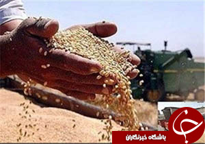 بوکان رتبه نخست تولید گندم آذربایجان‌غربی را کسب کرد