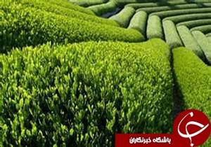 پرداخت تمام مطالبات چین بهاره چایکاران کشور