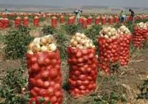 کشت پیاز در 2 هزار و 350 هکتار از اراضی خراسان شمالی
