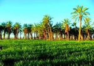روستای دهسلم با نخلستان‌هایی سر برافراشته