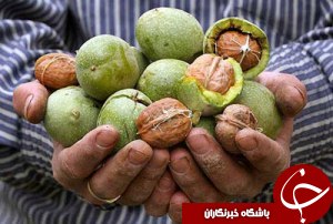 آغاز برداشت گردو در خوزستان