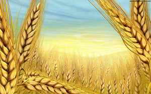 برداشت بیش از دو هزار گندمکار  گلستانی امسال از مزارع